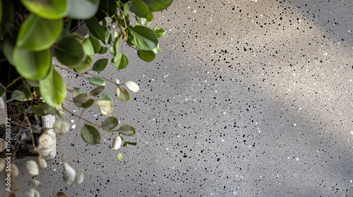 Green Plant Leaves and Shadows on Textured Concrete Surface