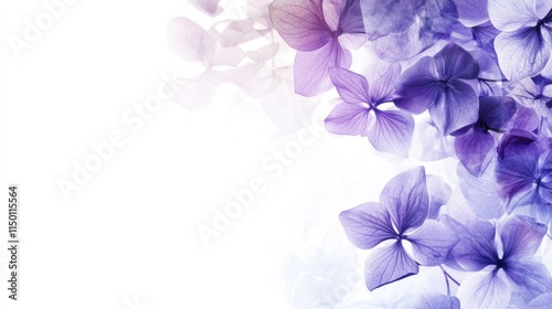 Soft purple and blue hydrangea blossoms on white background.