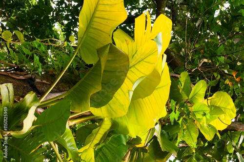 Rain Forest Perspective on Raining Seasons Fulls with Colors