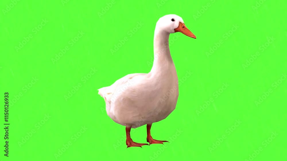 White Duck Standing On Green Screen Background 1 White Duck Standing On Green Screen Background 1