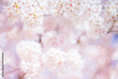 Cherry blossom  flower in spring for background or copy space for text