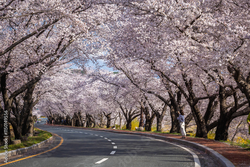 Beautiful cherry blossom tunnel and cherry trees on both sides of the road at the Cherry Blossom Festival in Gyeongju, South Korea. photo