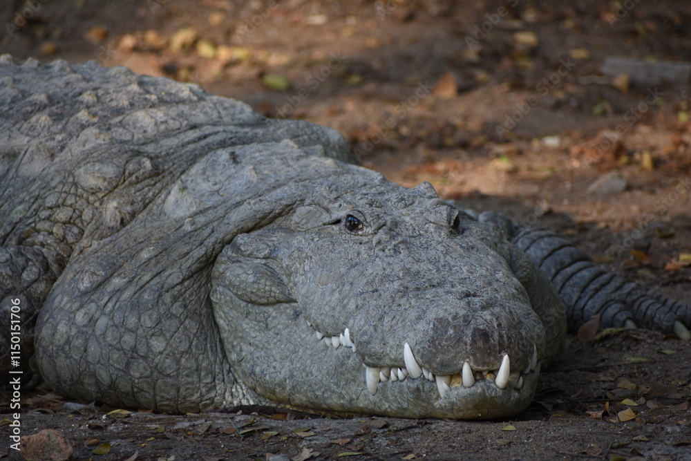Obraz premium Crocodiles (family Crocodylidae) or true crocodiles are large, semiaquatic reptiles that live throughout the tropics in Africa, Asia, the Americas and Australia.