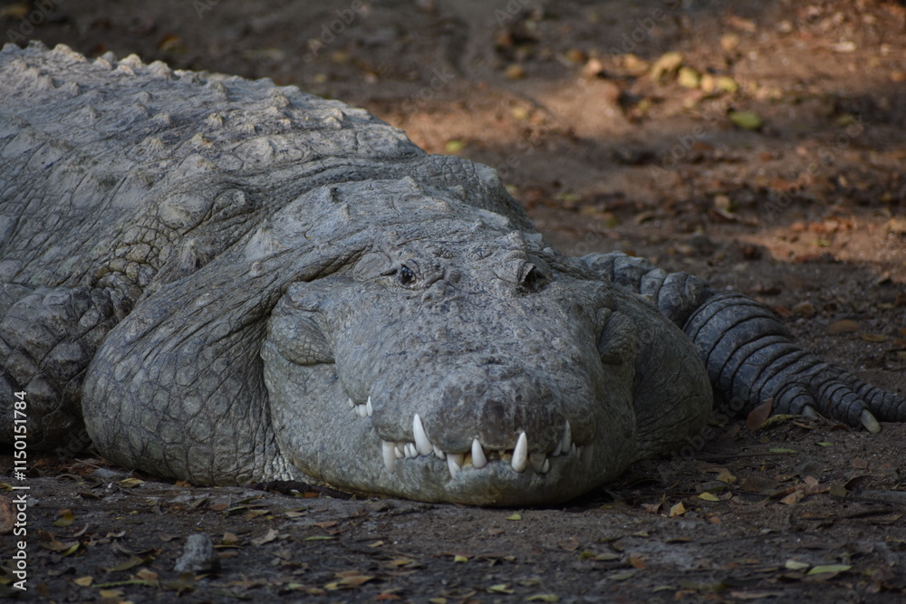 Obraz premium Crocodiles (family Crocodylidae) or true crocodiles are large, semiaquatic reptiles that live throughout the tropics in Africa, Asia, the Americas and Australia. 