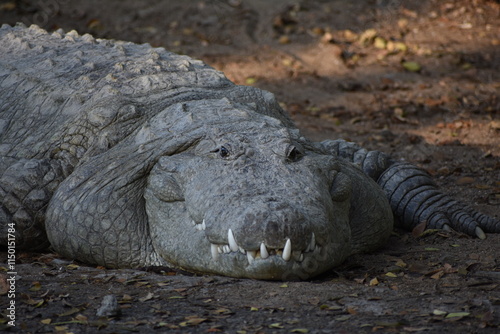 Crocodiles (family Crocodylidae) or true crocodiles are large, semiaquatic reptiles that live throughout the tropics in Africa, Asia, the Americas and Australia.  photo