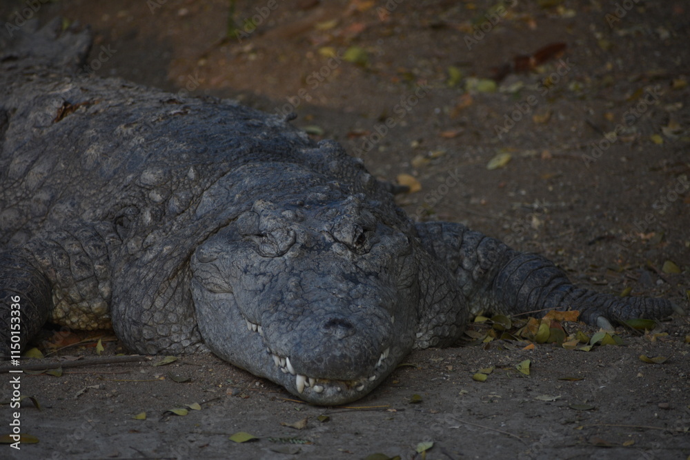 Obraz premium Crocodiles (family Crocodylidae) or true crocodiles are large, semiaquatic reptiles that live throughout the tropics in Africa, Asia, the Americas and Australia. 
