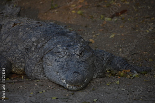 Crocodiles (family Crocodylidae) or true crocodiles are large, semiaquatic reptiles that live throughout the tropics in Africa, Asia, the Americas and Australia.  photo