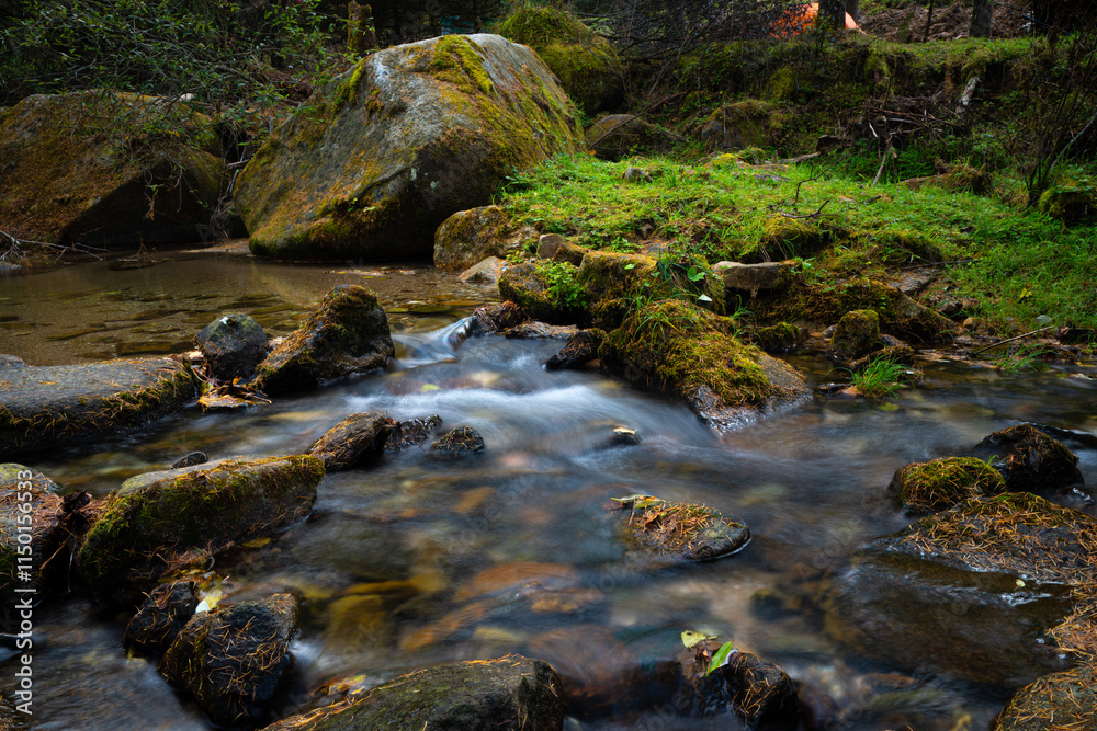 Fototapeta premium stream in the forest