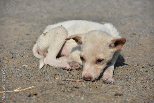 Street dogs, known in scientific literature as free-ranging urban dogs,[26][27] are unconfined dogs that live in cities. They live virtually everywhere cities exist and the local human population allo photo