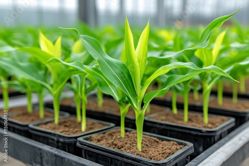 A GMO research facility with rows of genetically modified corn plants growing in glass tubes, each with a unique identifier tag