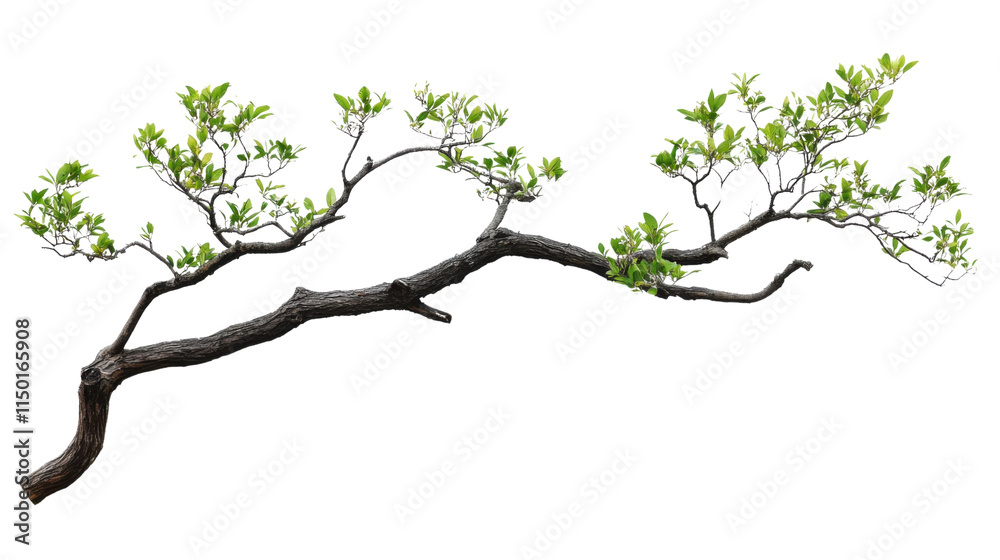 Fototapeta premium Tree branch without leaves, transparent background