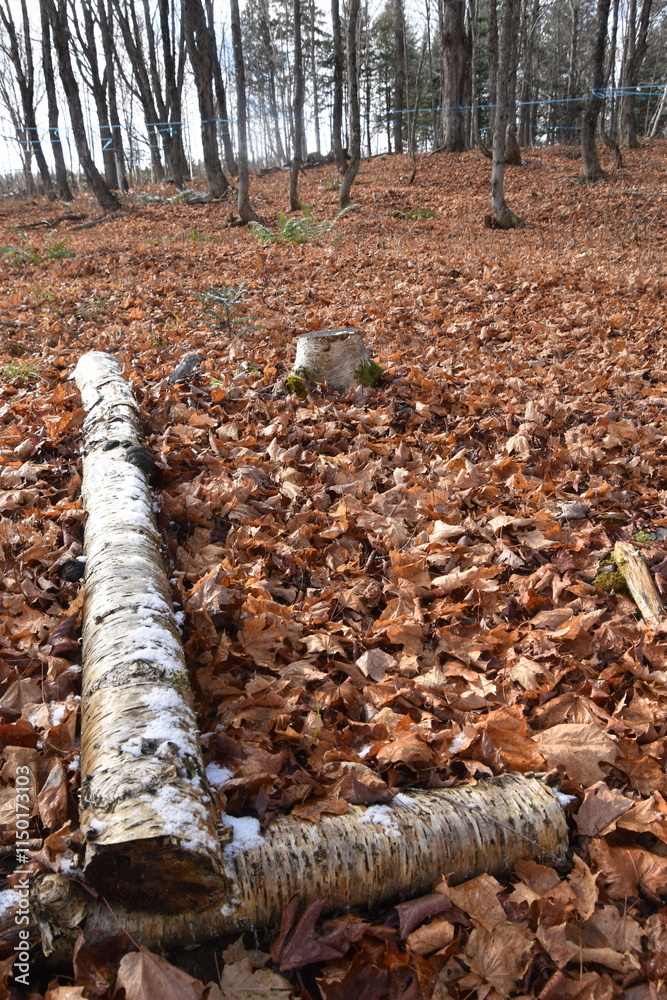 Obraz premium A maple grove in the fall, Sainte-Apolline, Québec, Canada