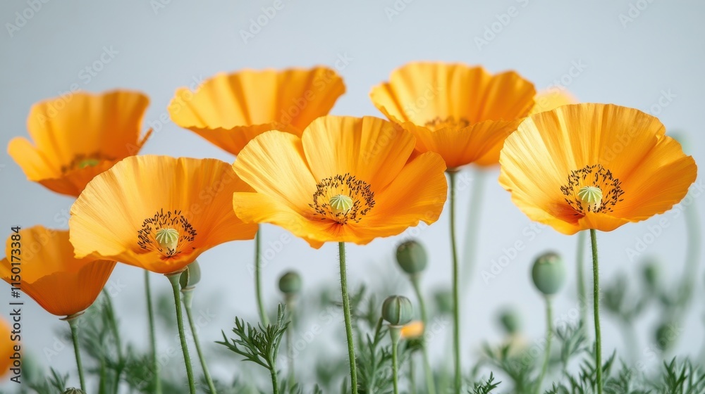 Obraz premium california poppy close up stock image isolated on a white background california poppy