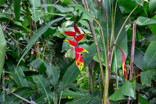 Heliconia rostrata, popularmente conhecida como bananeira-do-brejo ou papagaio	 photo