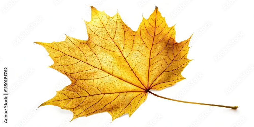 Golden Autumn Leaf A Detailed Close-Up of a Single, Dried Maple Leaf Isolated on White Golden Autumn Leaf A Detailed Close-Up of a Single, Dried Maple Leaf Isolated on White