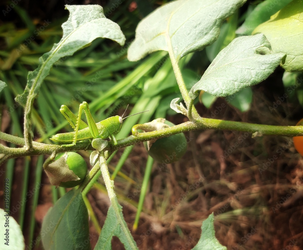 green locusts camouflaged on a green leaf green locusts camouflaged on a green leaf