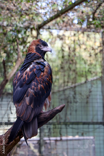 The black breasted buzzard is predator in nature at australia photo