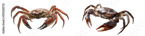 Two crabs are shown side by side, one is larger than the other