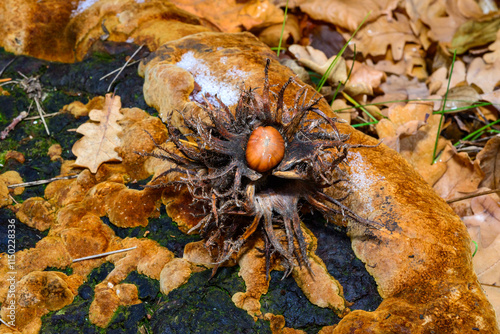 Turkish Filbert, Corylus colurna - fruit nut with pericarp fell from a bush in autumn in the garden, Ukraine photo