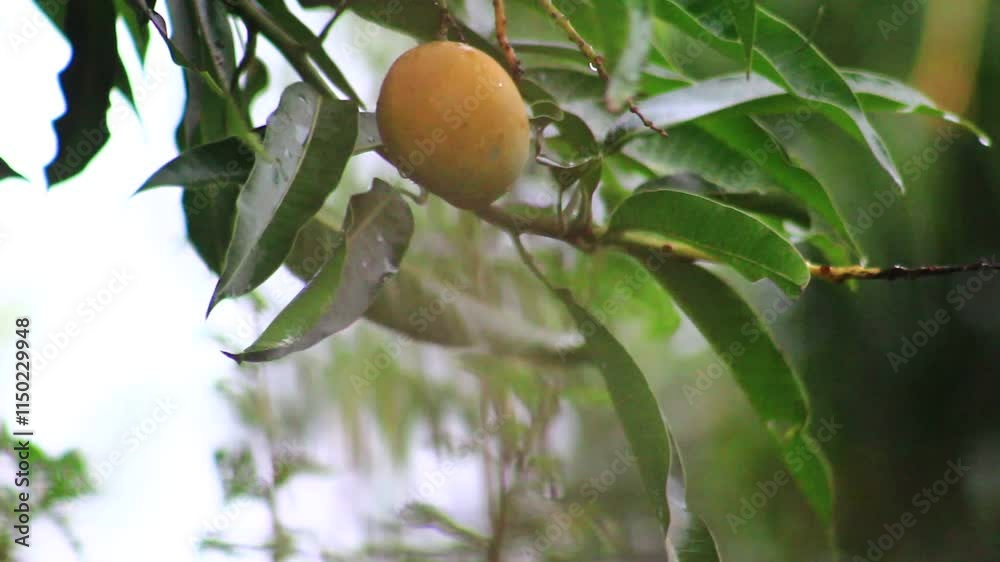fruta manga amarela no pé amadurecendo