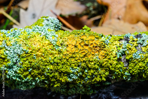 Xanthoria parietina and a consortium of different types of lichens on a thick tree branch photo