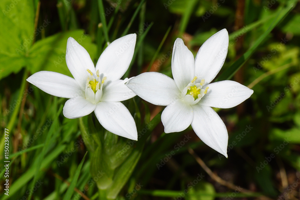 Fototapeta premium Closeup white flowers of Ornithogalum umbellatum, Star-of-Bethlehem of the family Asparagaceae in the garden. Spring, Netherlands, April