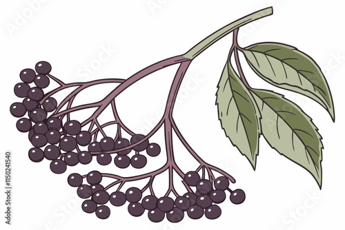 Elderberry - Small, tightly packed clusters with delicate stems vector silhouette on a white background