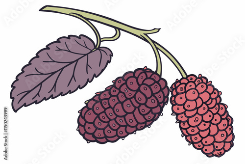 Mulberry - Elongated silhouette with clustered berry texture vector silhouette on a white background