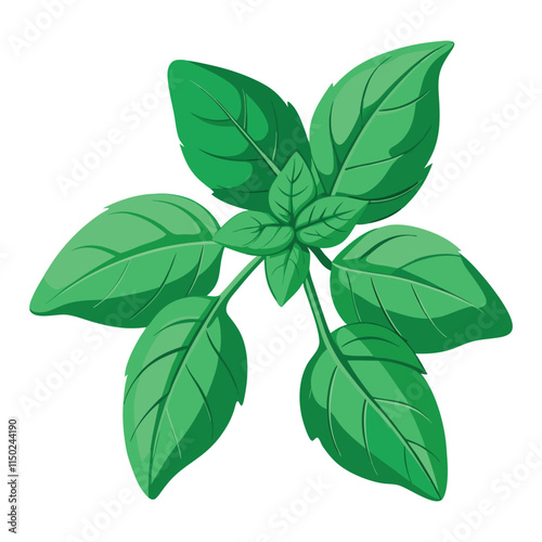 Print basil ocimum basilicum vector isolated on white background