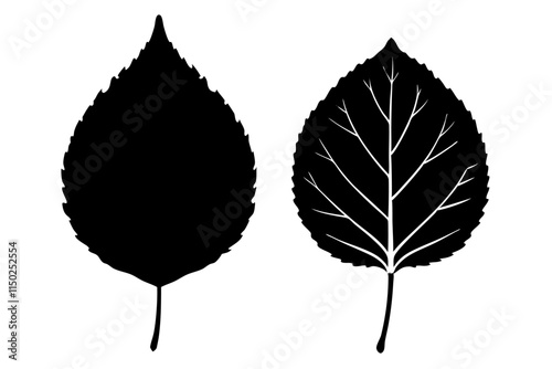 linden leaf silhouette on white background.