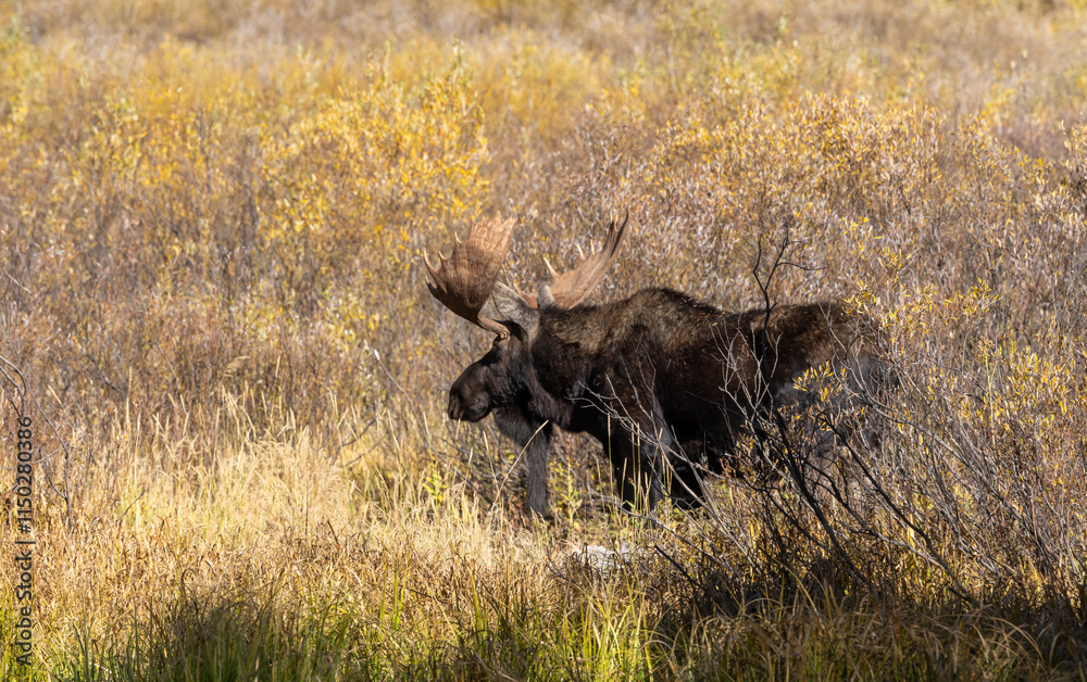 Bull Moose in the rut in Autumn in Grand Teton National Park Wyoming Bull Moose in the rut in Autumn in Grand Teton National Park Wyoming