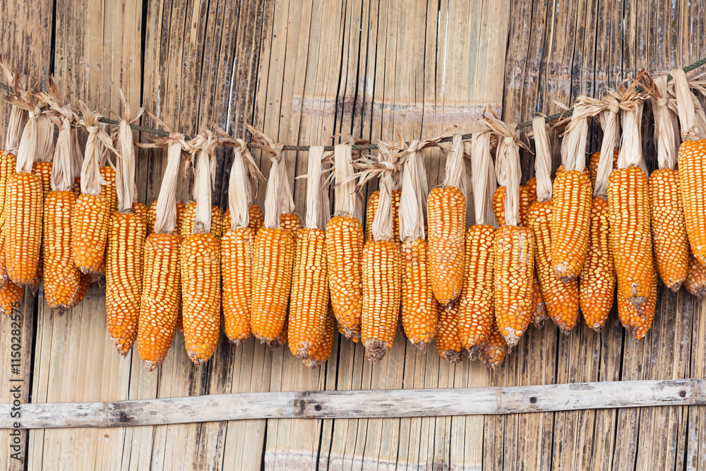 native corn seeds hang on the side of a Hmong bamboo house, Thailand