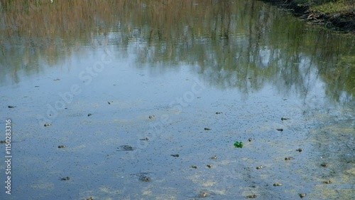 reeds in the water strit 20224 2023 photo