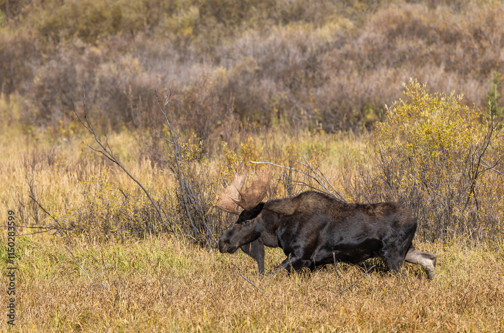 Bull Moose in the rut in Autumn in Grand Teton National Park Wyoming Bull Moose in the rut in Autumn in Grand Teton National Park Wyoming