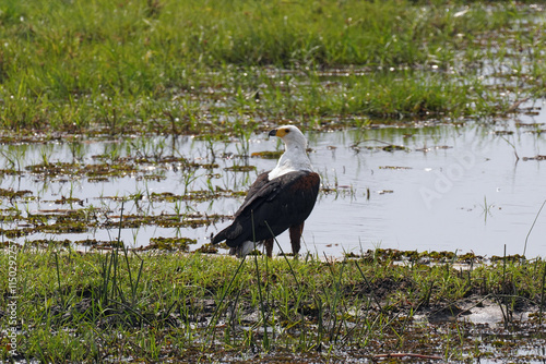 Aigle pêcheur dans la réserve de Moremi le long du delta de l'Okavango au Botswana photo