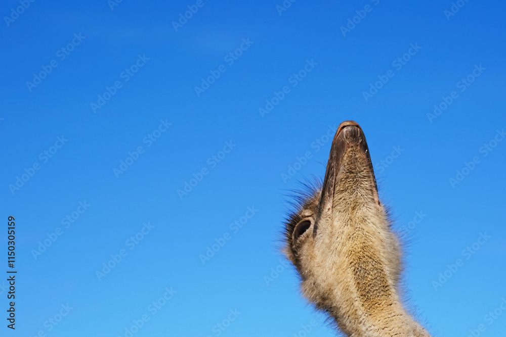 Obraz premium Ostrich, Head shot of funny ostrich.