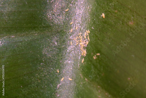 Quadro em tela The Araceae family, including Philodendron, often faces infestation problems caused by pests like white springtails