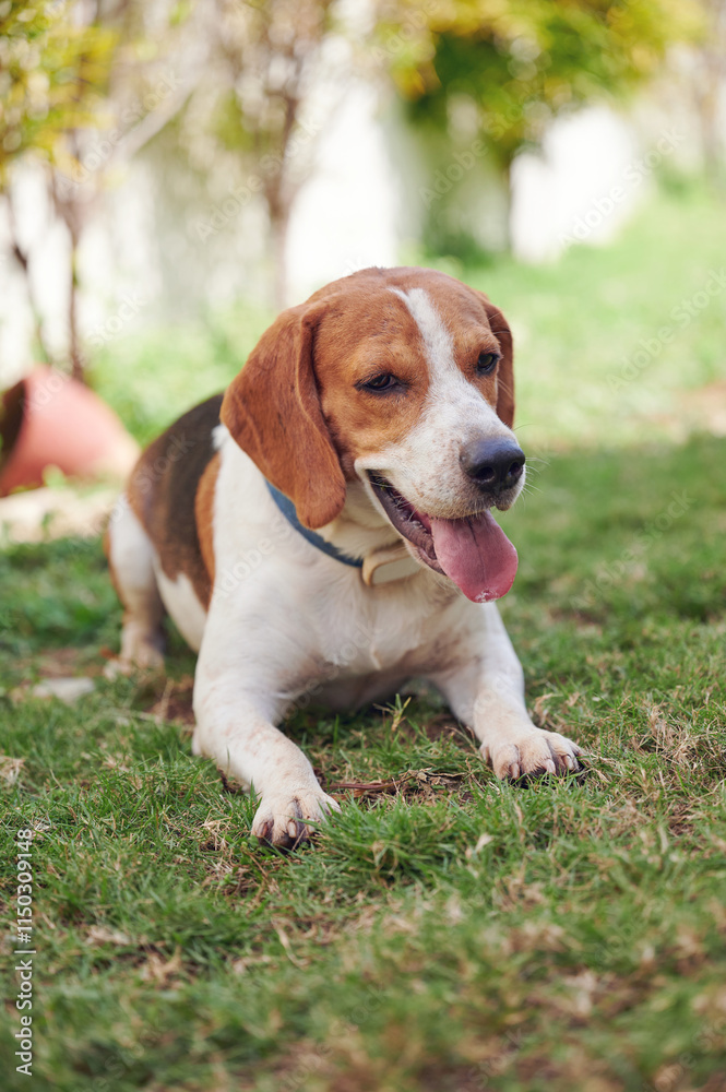 Tracking activity of beagle dog with smart collar Tracking activity of beagle dog with smart collar