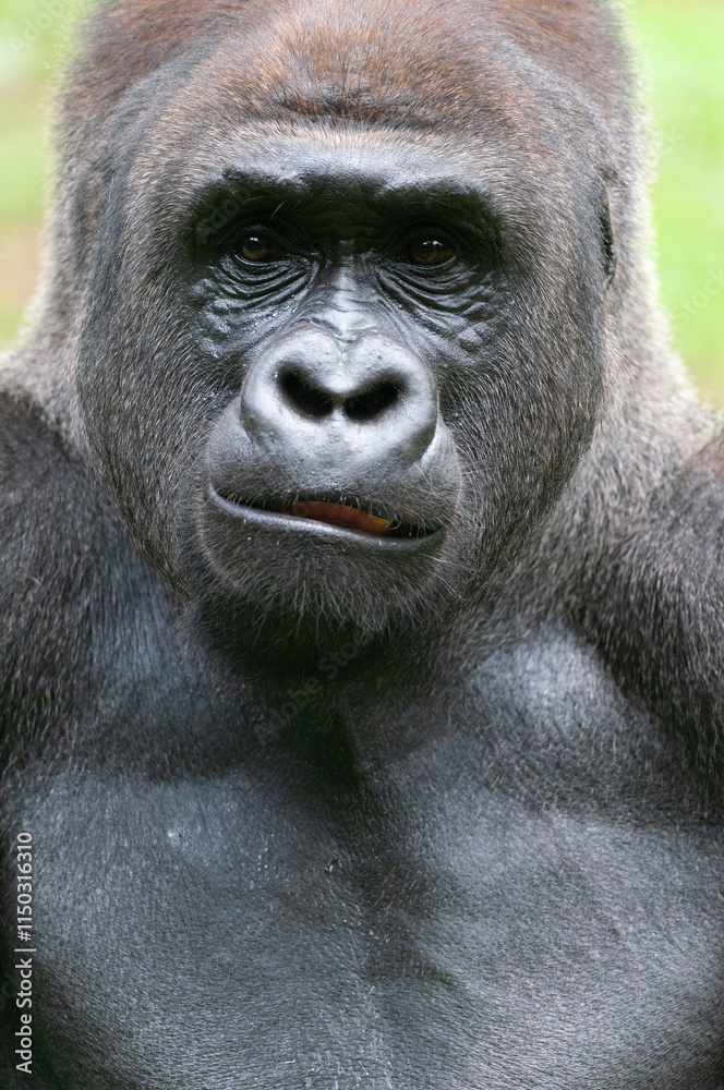 Fototapeta premium Portrait of Silverback Gorilla