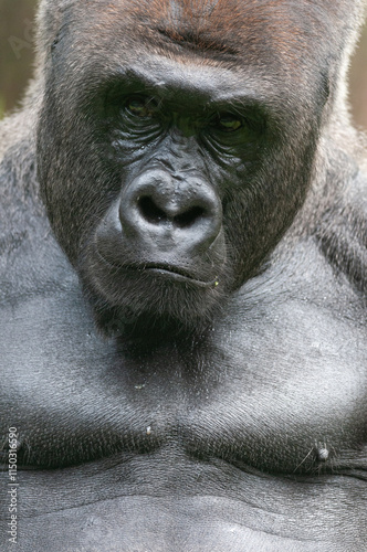 animal, mammal, nature, wildlife, endangered, portrait, wild, black, congo, face, lowland, western, eyes, thinking, fur, primates, hairy, big, jungle, endangered species, power, deforestation, lost ha