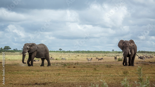 Two majestic African bush elephants bulls in lowland in Kruger National park, South Africa ; Specie Loxodonta africana family of Elephantidae