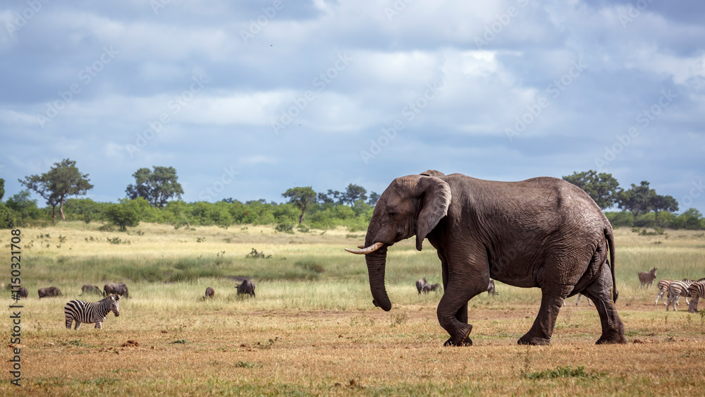 Giant African bush elephant walking in lowland in Kruger National park, South Africa ; Specie Loxodonta africana family of Elephantidae Giant African bush elephant walking in lowland in Kruger National park, South Africa ; Specie Loxodonta africana family of Elephantidae