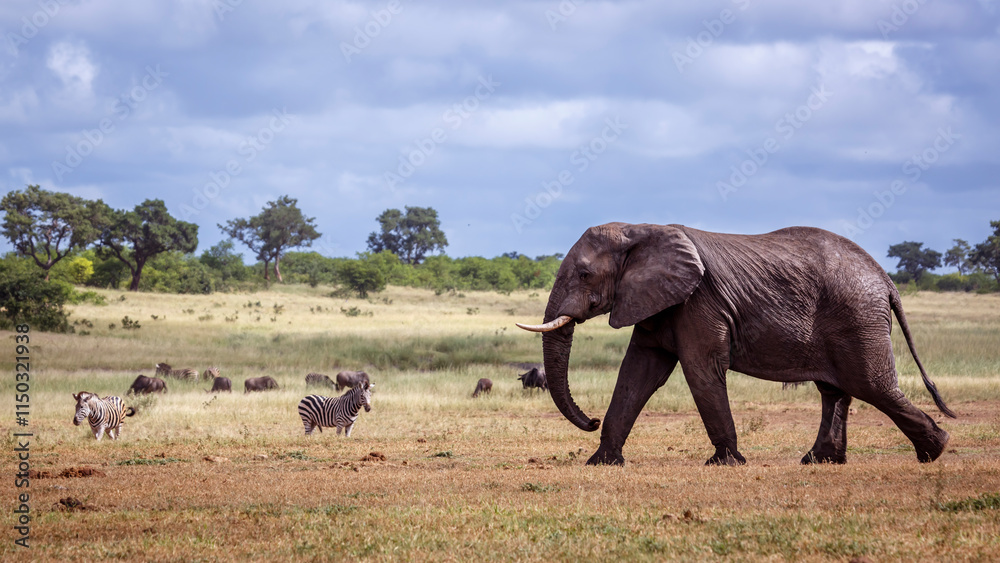 Fototapeta premium Giant African bush elephant walking in lowland in Kruger National park, South Africa ; Specie Loxodonta africana family of Elephantidae