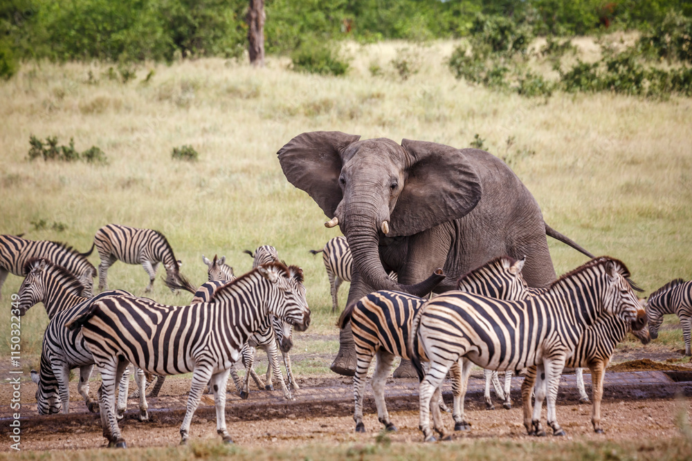 African bush elephant chasing plains zebras at waterhole in Kruger National park, South Africa ; Specie Loxodonta africana family of Elephantidae African bush elephant chasing plains zebras at waterhole in Kruger National park, South Africa ; Specie Loxodonta africana family of Elephantidae