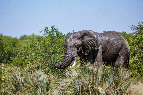 African bush elephant spraying mud from waterhole in Kruger National park, South Africa ; Specie Loxodonta africana family of Elephantidae photo