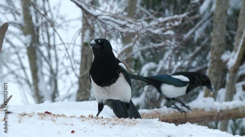 bird magpie crow on ground feed forage another land behind winter scene Pica pica natural world norway