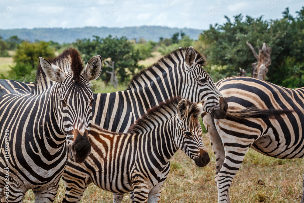 Fototapeta premium Plains zebra calf protected by adultes in Kruger National park, South Africa ; Specie Equus quagga burchellii family of Equidae