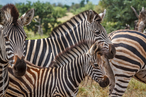 Plains zebra calf protected by adultes in Kruger National park, South Africa ; Specie Equus quagga burchellii family of Equidae