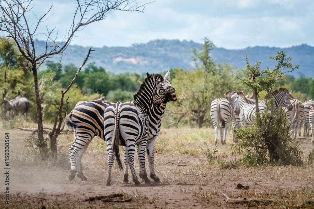 Obraz premium Two Plains zebras fighting in Kruger National park, South Africa ; Specie Equus quagga burchellii family of Equidae