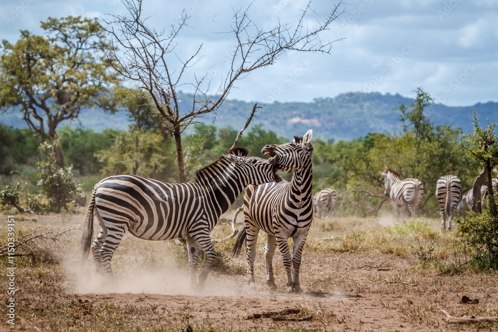 Obraz premium Two Plains zebras fighting in Kruger National park, South Africa ; Specie Equus quagga burchellii family of Equidae